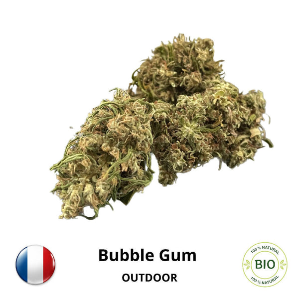 Bubble Gum <tc>BIO</tc> - Outdoor CBD Flowers - Les Terres de Mon Père - CBD-Fields